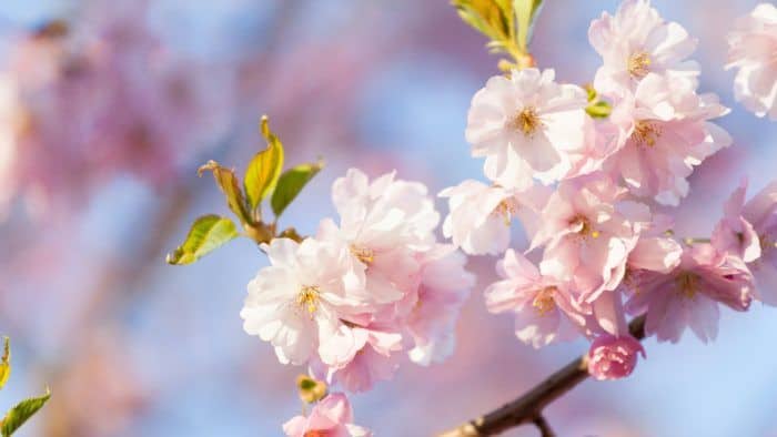 Våra öppettider i samband med Valborgsmässoafton och 1 maj